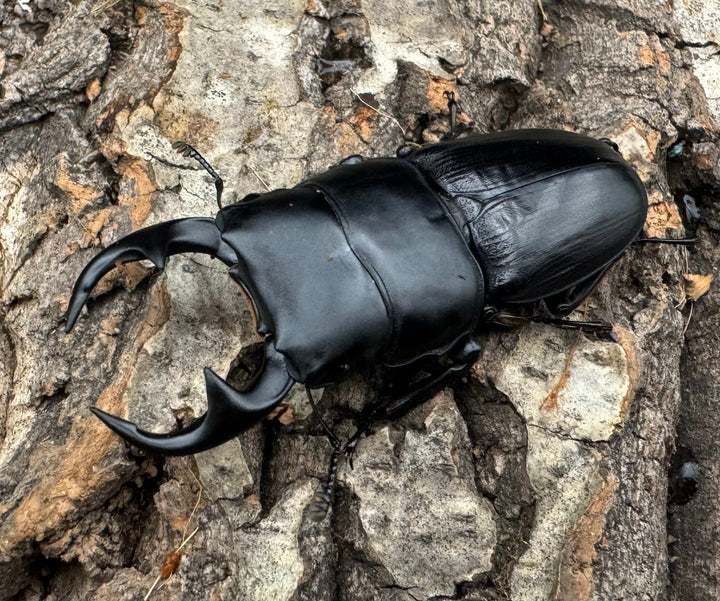 【WD】《パラワンパリーオオクワ 60mmペア》