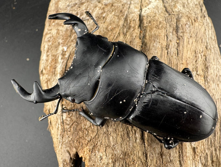 【WD】《グランディスオオクワ原名亜種 70mm ペア》