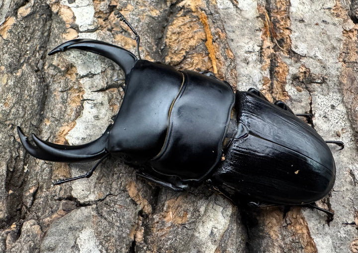 【WD】《ミンダナオパリーオオクワ 66mm ペア》