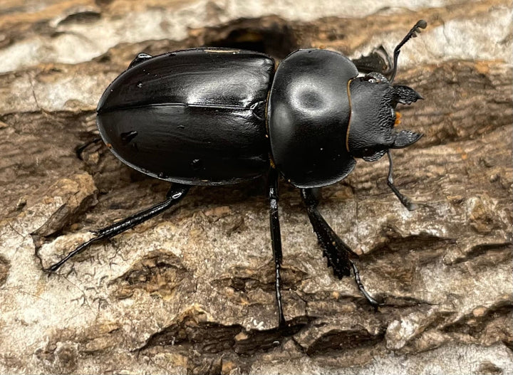 【WD】《チュウゴクマルバネクワガタ原名亜種 36.5mm A’ペア》