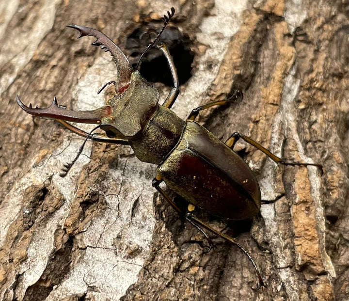 【WD】《デランミヤマクワガタ原名亜種 37mm ペア》