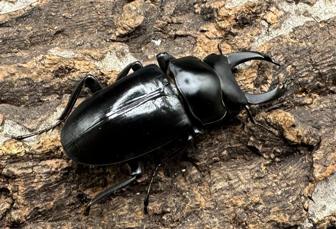 【F0】《ブラナウンコクワ 46mm ペア》