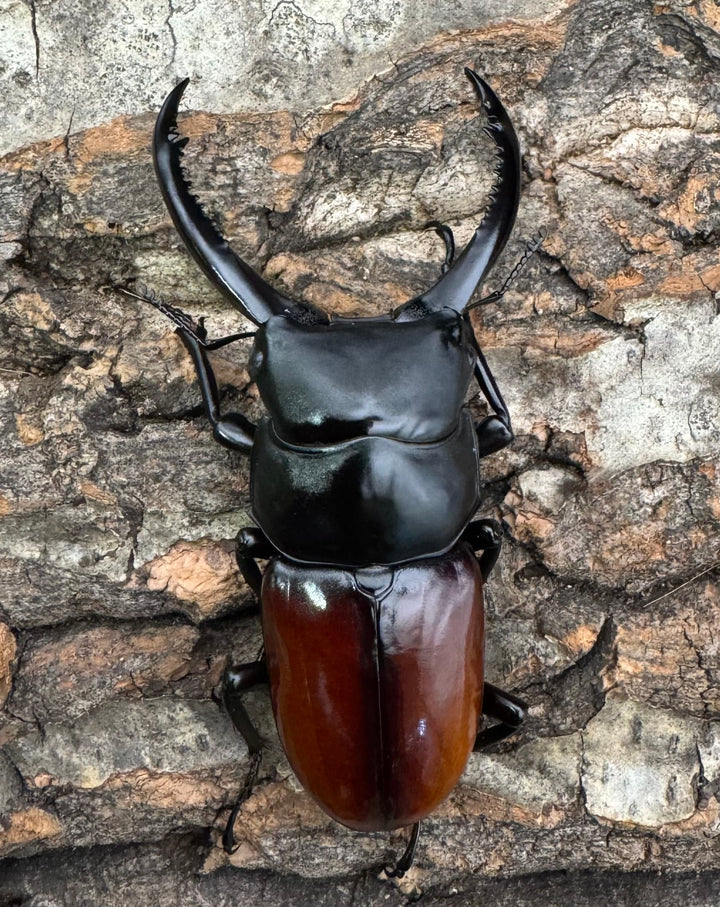 《アローコクワ亜種リエン 74mm ♂♀♀トリオ》