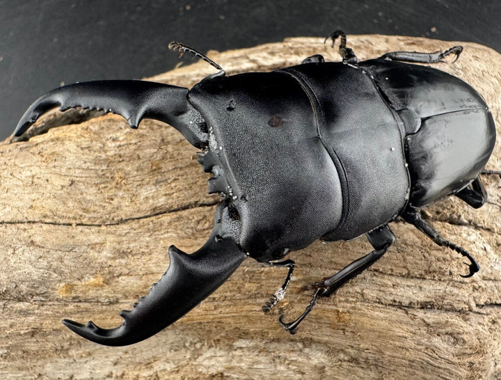 【WD】《ミンダナオヒラタ マラグサン産 86.5mm ペア》