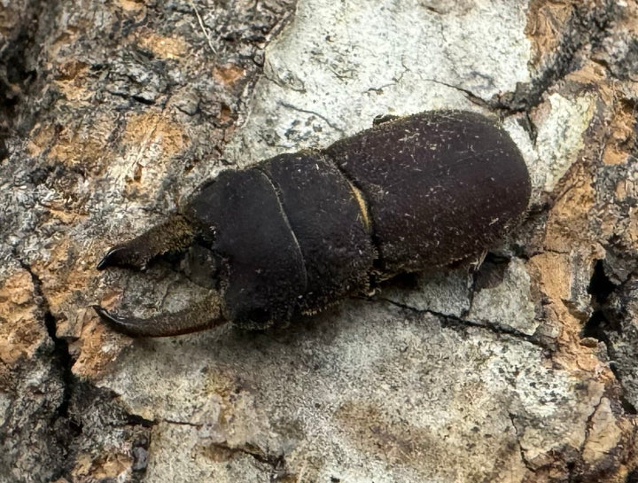 《スクアリドゥスソリアシサビクワ Free ペア》わたくわ氏ブリード個体