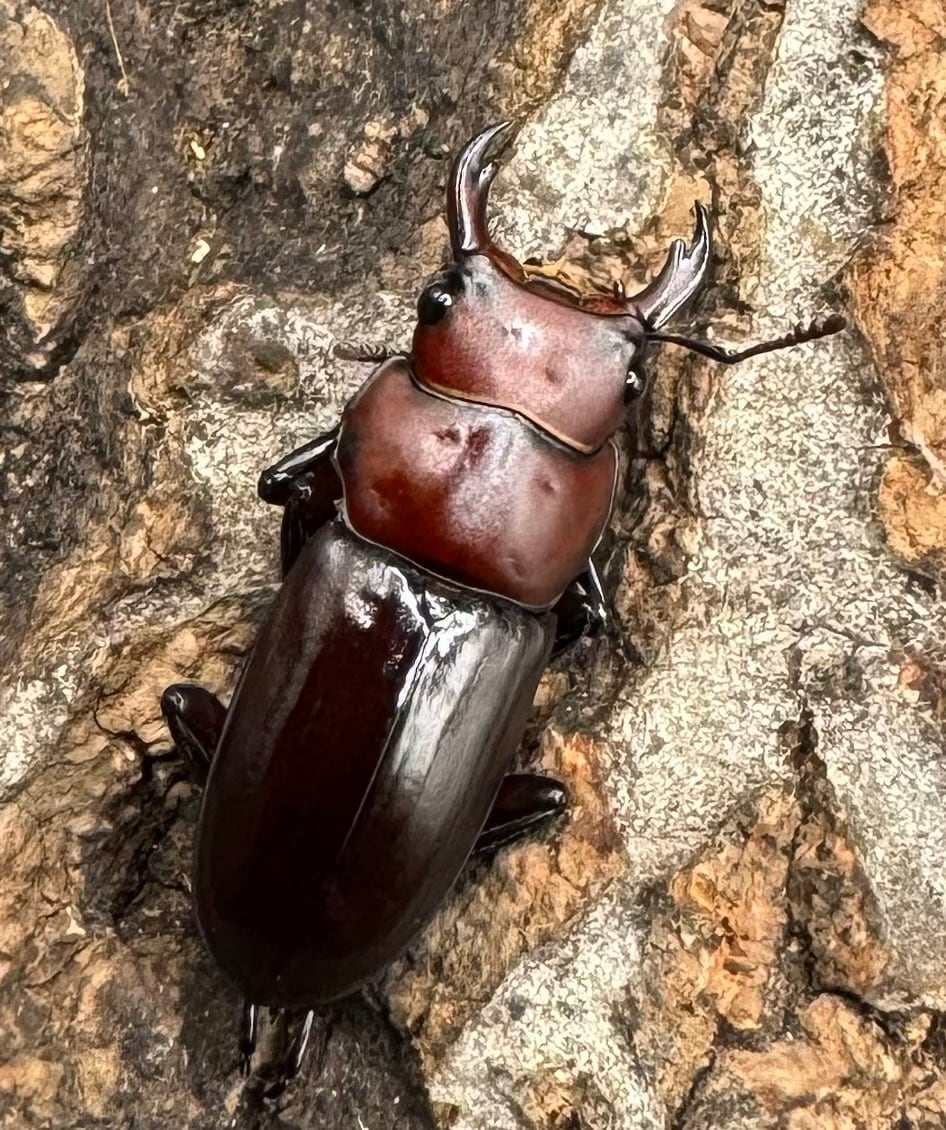 【WD】《モートゥオセスジ原名亜種 ペア》