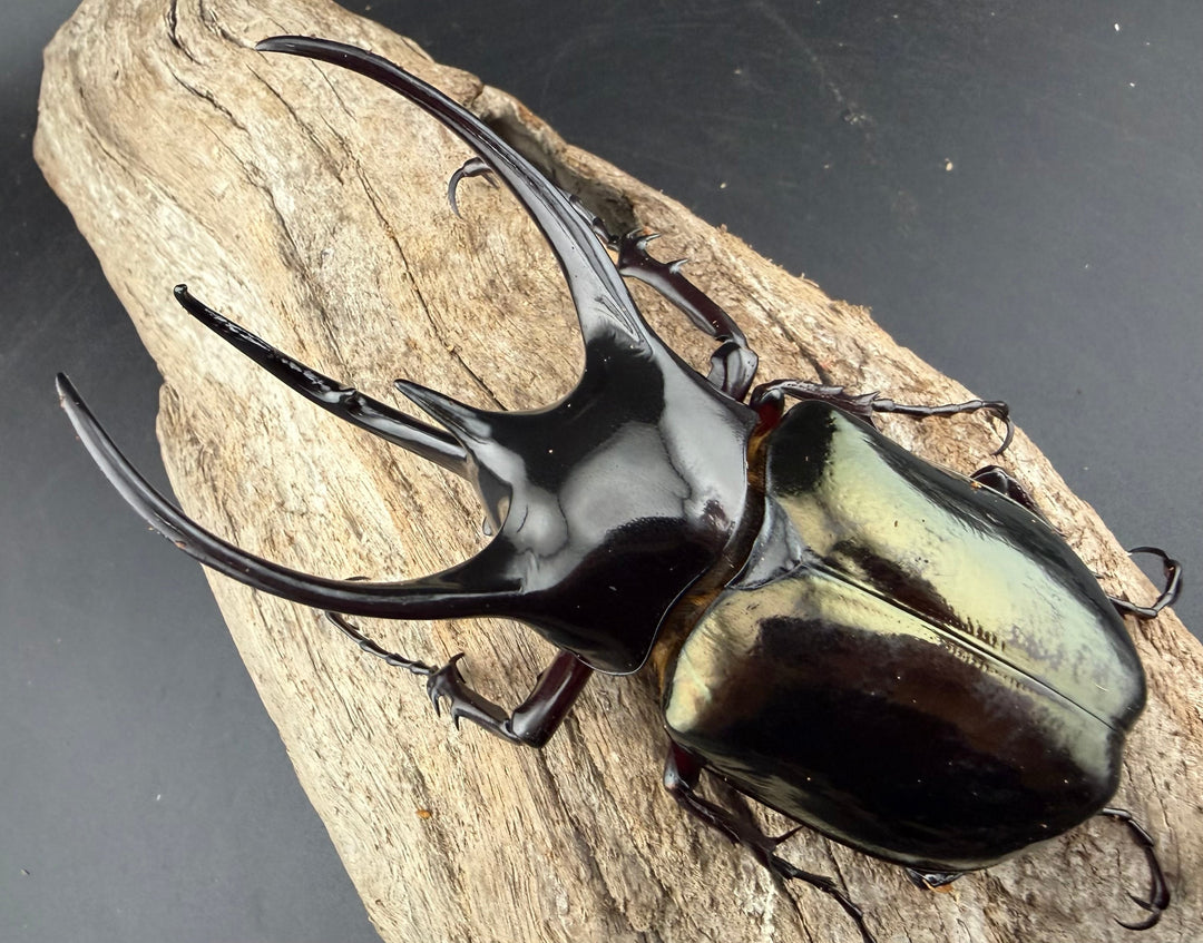 【WD】《ジャワコーカサスオオカブト 103mm ペア》