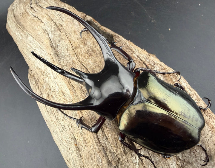 【WD】《ジャワコーカサスオオカブト 103mm ペア》