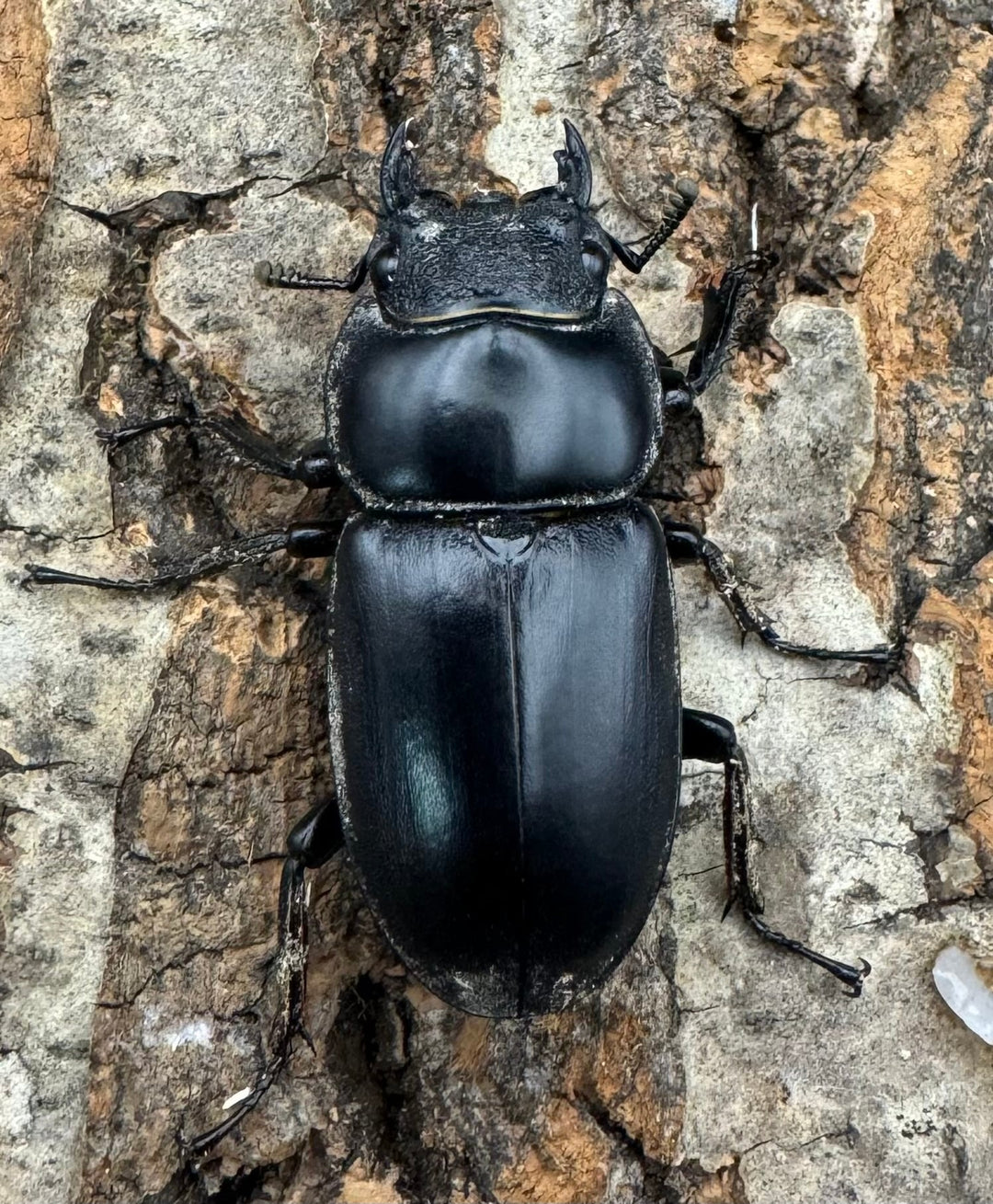 《マレーアンタエウス ゲンティンハイランド産 63.5mm ペア》