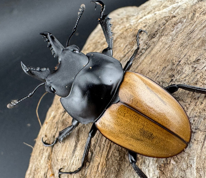 【WD】《ニティドゥスマルバネ亜種lemeei 広西壮族産 49mm ペア》①