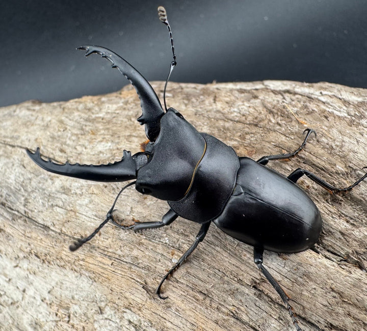 【WD】《トンキンノコギリヒラタ 海南省産 46.5mm ペア》