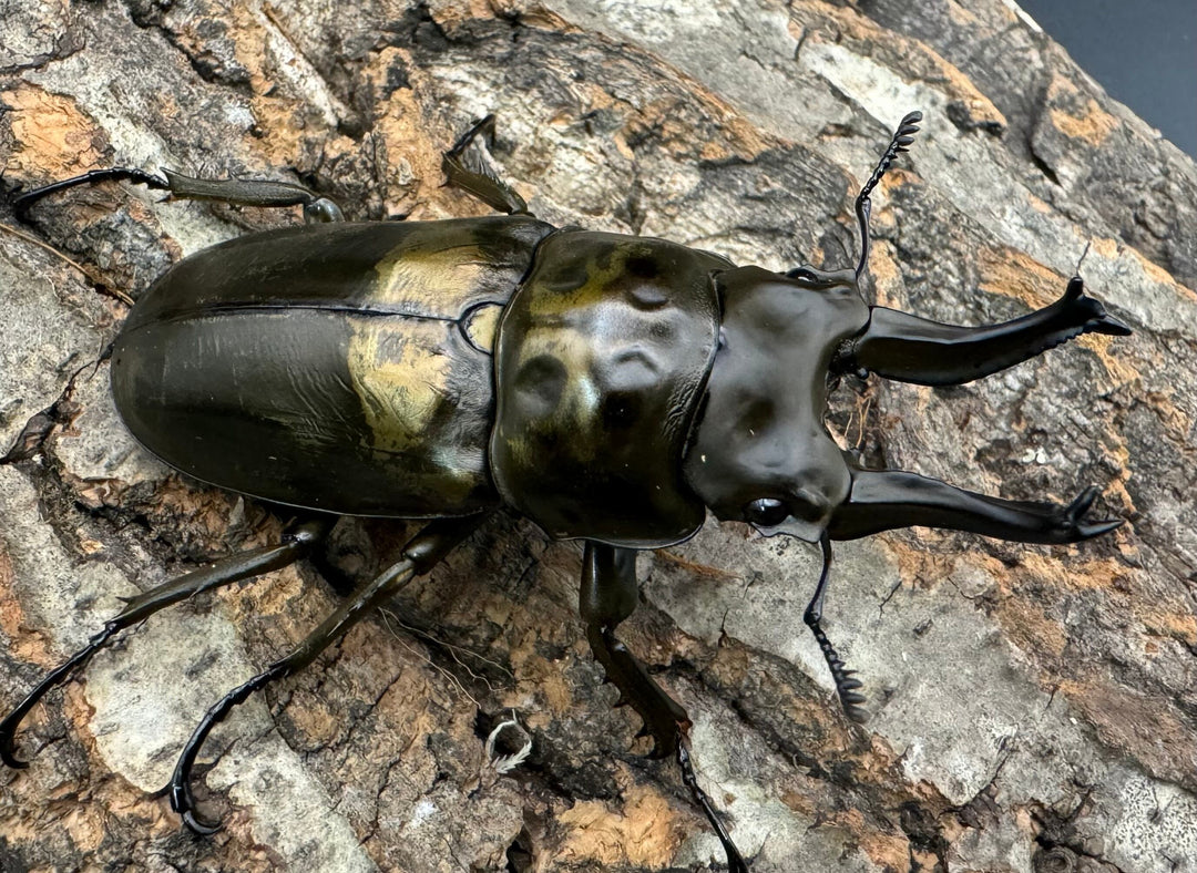 【F0】《ローゼンベルグオウゴンオニ 70mm ペア》