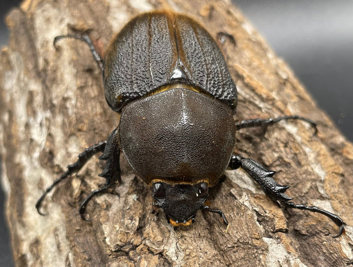 即ブリ《ヘラクレス・ヘラクレス 146mm ペア》