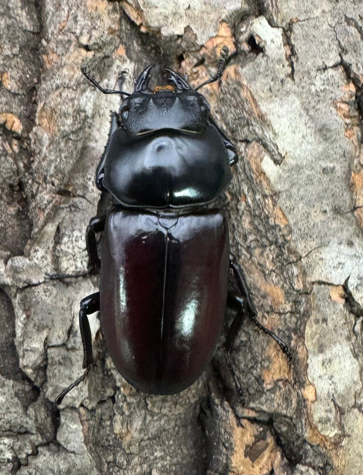 《アローコクワ亜種リエン 74mm ♂♀♀トリオ》