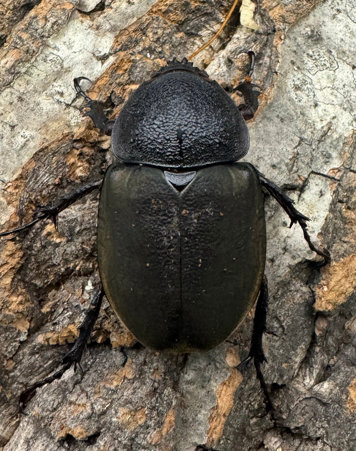 【WD】《ミンダナオアトラスオオカブト 90mm ペア》