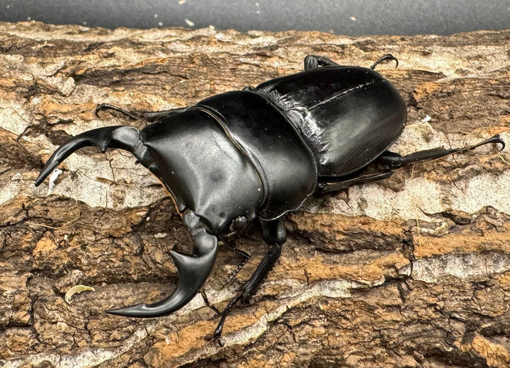 【WD】《クルビデンスオオクワ 雲南省産 61mm ペア》