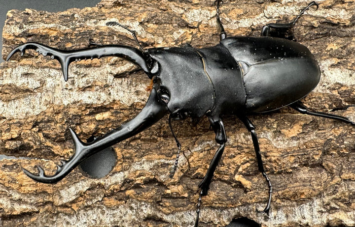 【WD】《ギラファノコギリ亜種ケイスケ 105mm ペア》