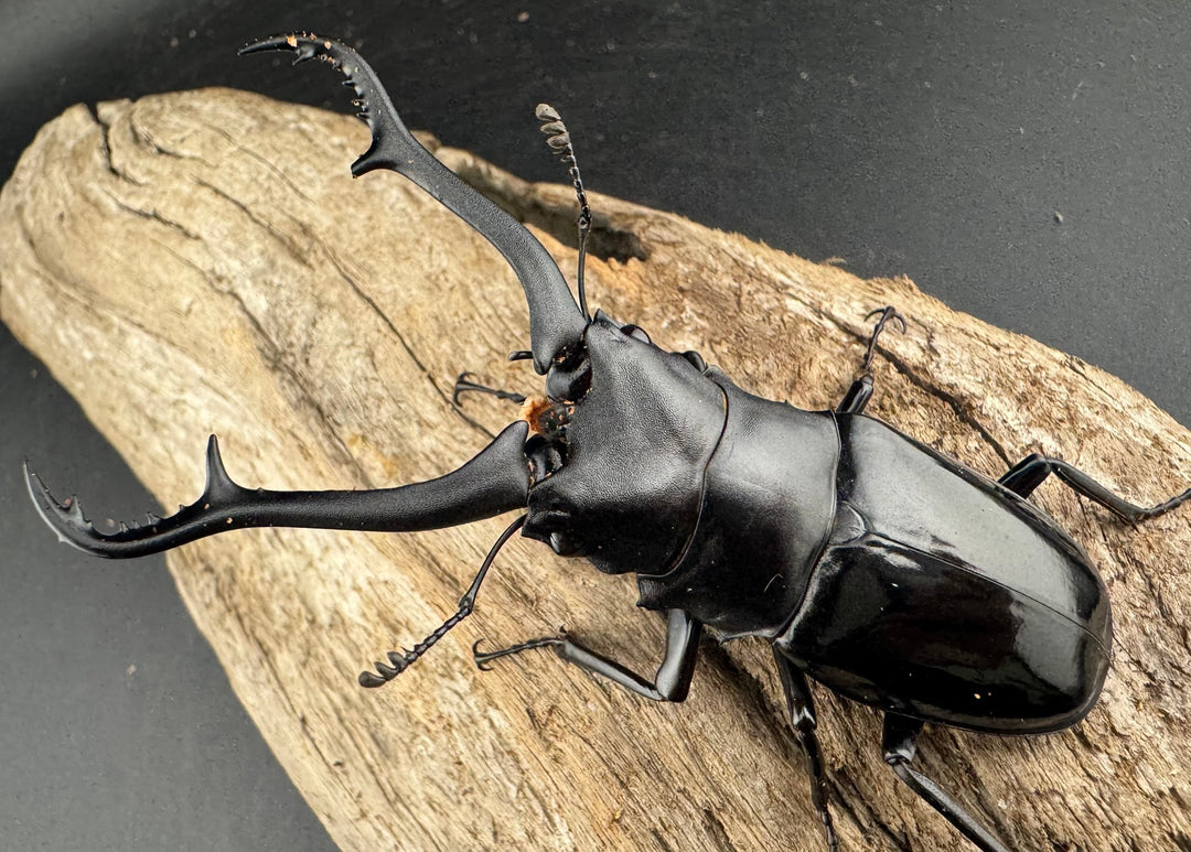 【WD】《 ギラファノコギリ亜種マキタイ 87.5mm ペア》