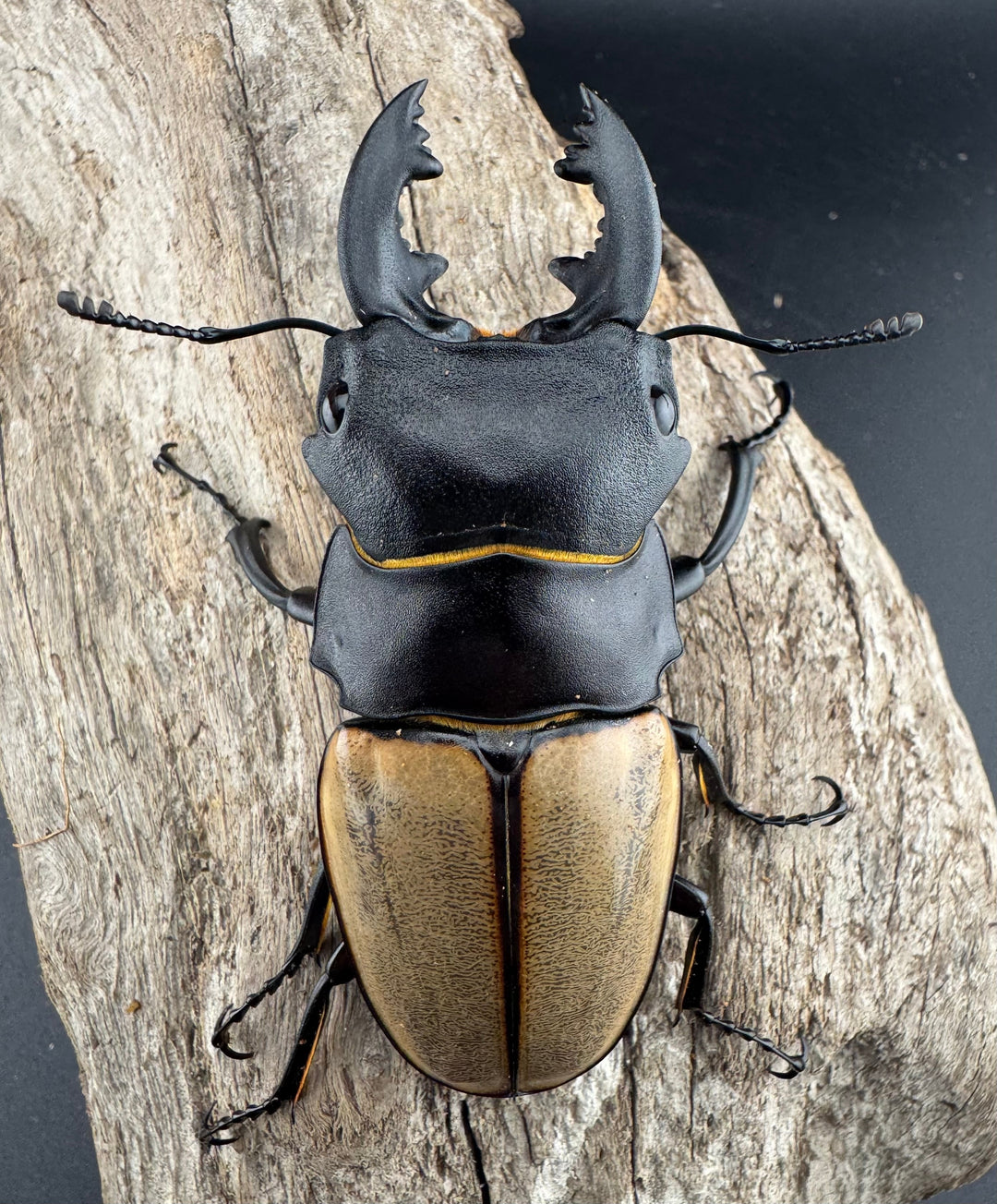 【WD】《カステルナウディツヤ 78.5mm ペア》