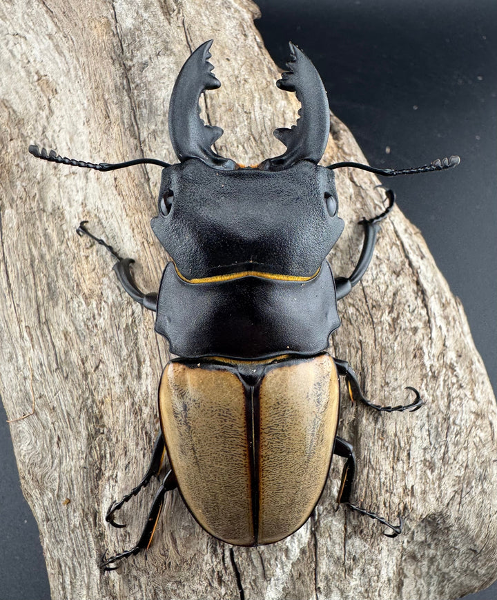 【WD】《カステルナウディツヤ 78.5mm ペア》