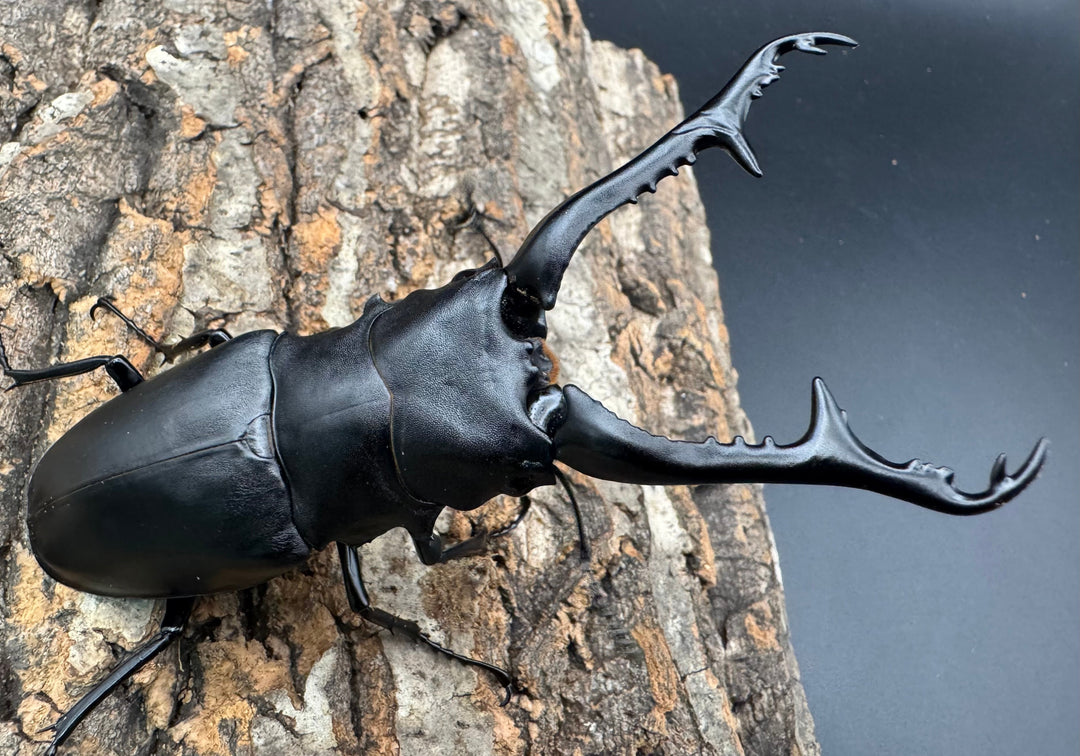 《ギラファノコギリ亜種ケイスケ 112mm ペア》