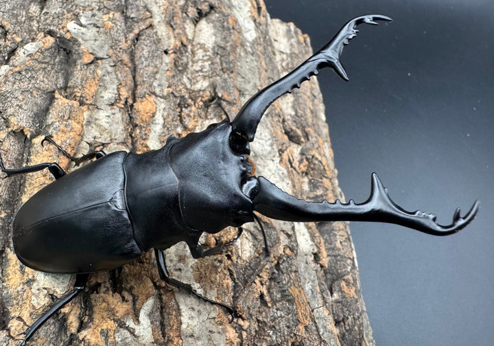 《ギラファノコギリ亜種ケイスケ 112mm ペア》