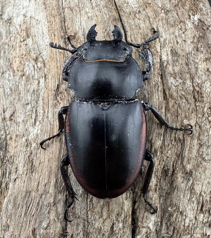 【WD】《クベラツヤクワガタ亜種sinensis 浙江省産 73mm ペア》