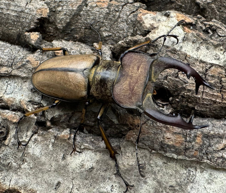 【WD】《デラバイミヤマ 46.5mm ペア》