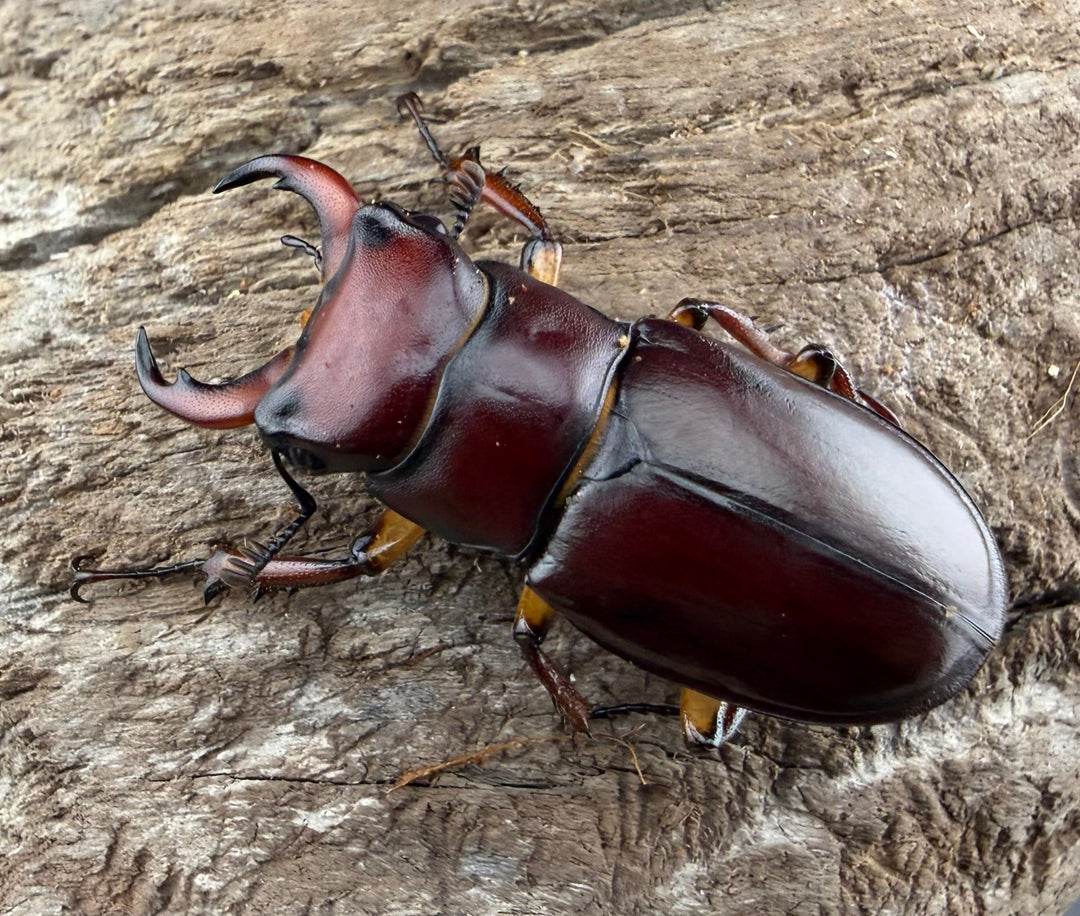 《カプレオルスミヤマクワガタ 37mm ペア》