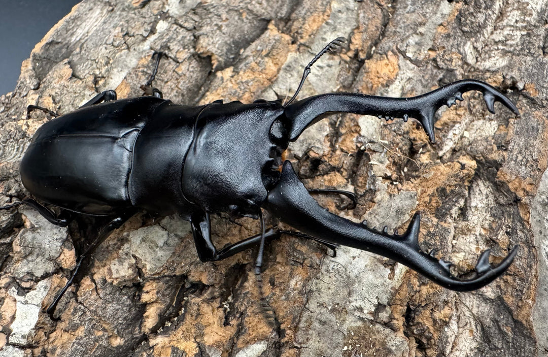 【WF1】《ギラファノコギリ原名亜種 タイ産 95mm ペア》②