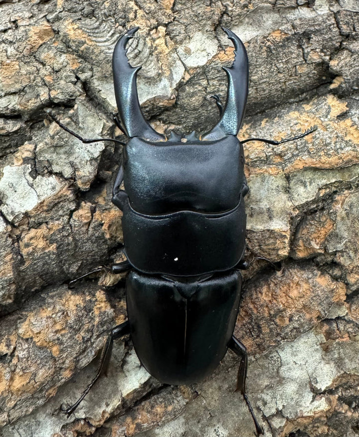 【WD】大型《ウンナンヒラタ 72mm ペア》