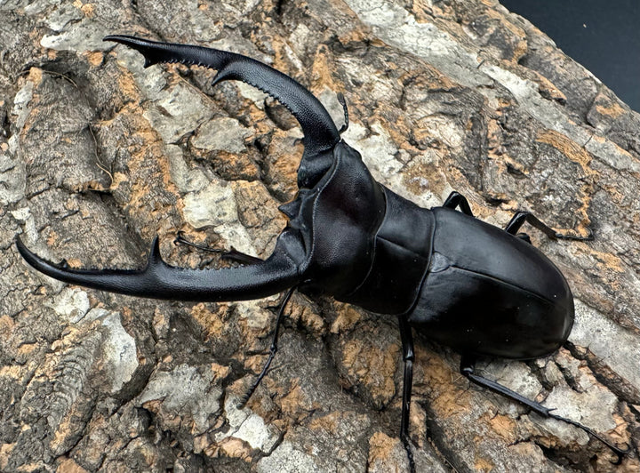 【WD】《マンディブラリスフタマタ 98mm A’品ペア》