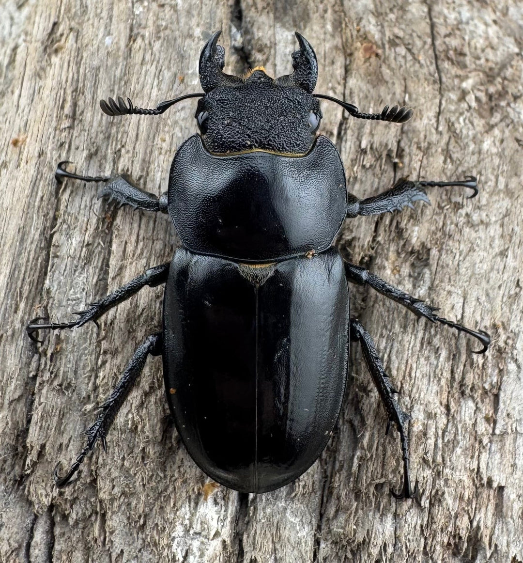 【WD】《プラネットミヤマクワガタ 76mm ペア》