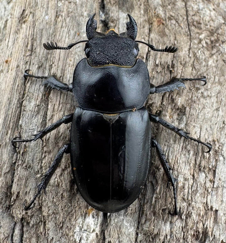 【WD】《プラネットミヤマクワガタ 76mm ペア》