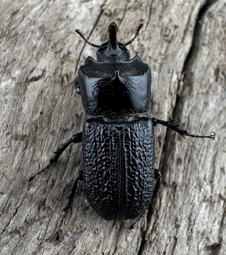 【WD】《ウンナンイッカククワガタ Free ♂♀♀トリオ》②