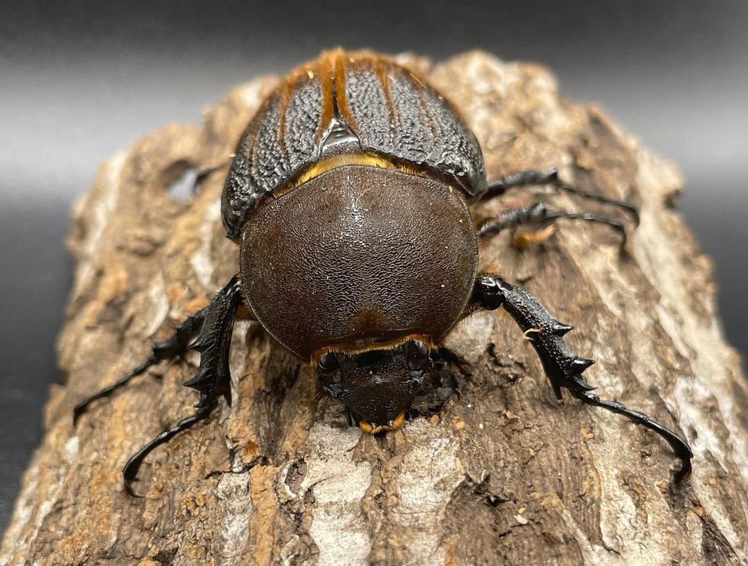 即ブリ《ヘラクレス・ヘラクレス 158mm ペア》