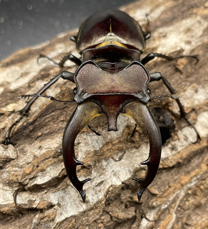 【WD】《フライミヤマクワガタ 73mm ペア》