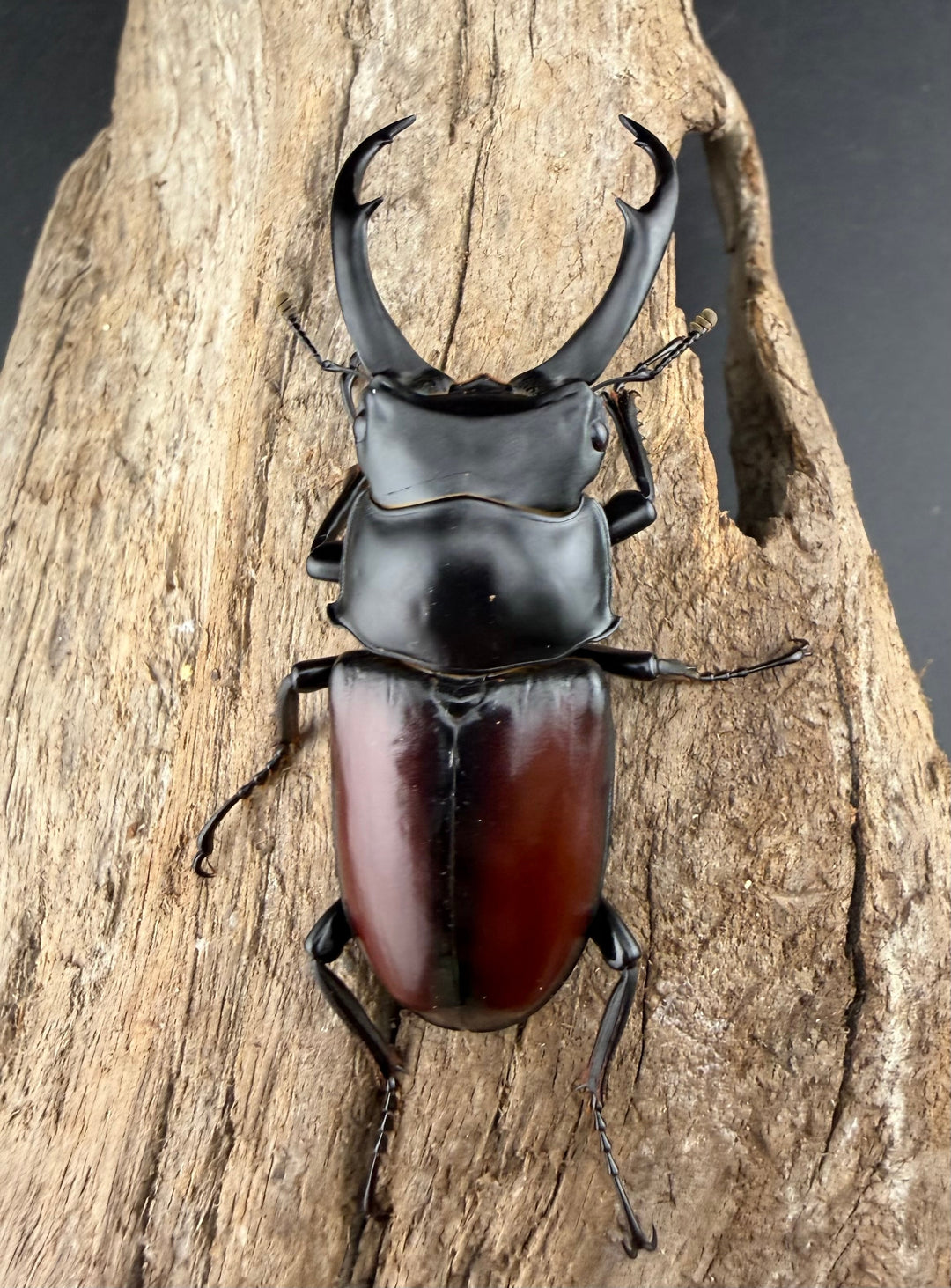 《ドンキエルコクワ原名亜種 ミャンマー産 62.5mm ペア》