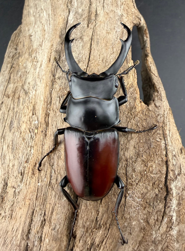 《ドンキエルコクワ原名亜種 ミャンマー産 62.5mm ペア》