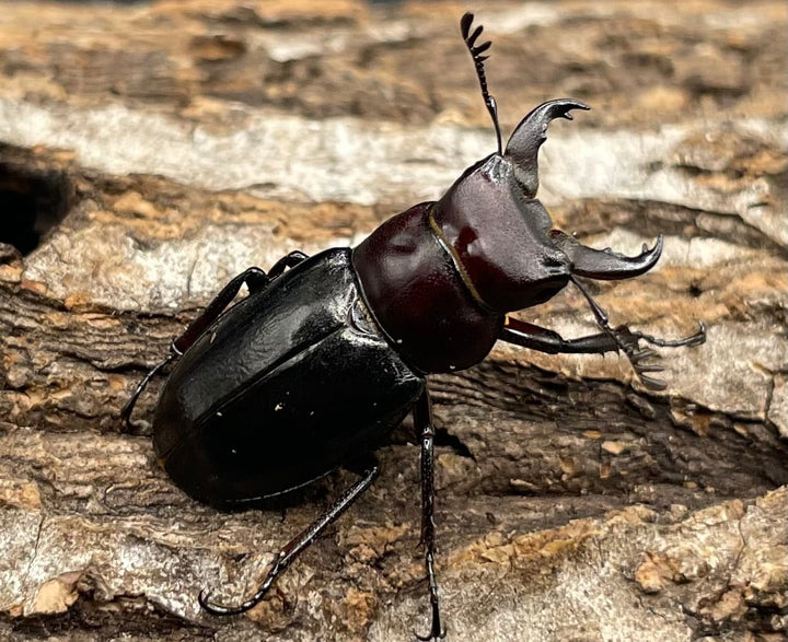 《ミクラミヤマ 神津島産 Free ペア》