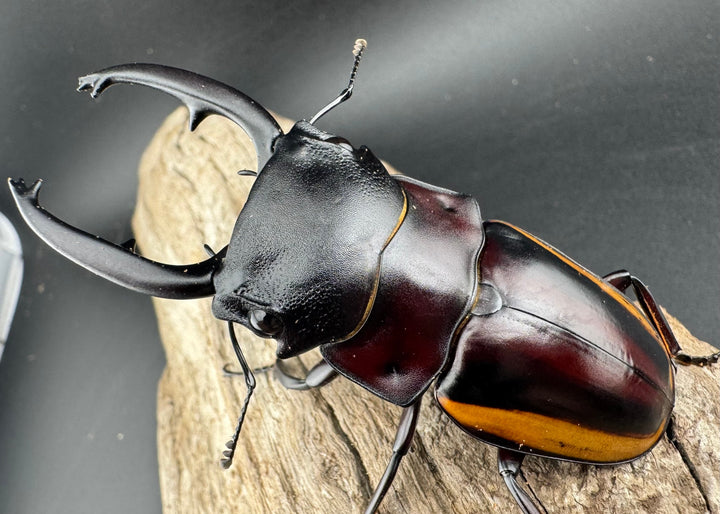 【WD】《スチーブンスツヤ亜種duivenbodei 大歯 74.5mm ペア》