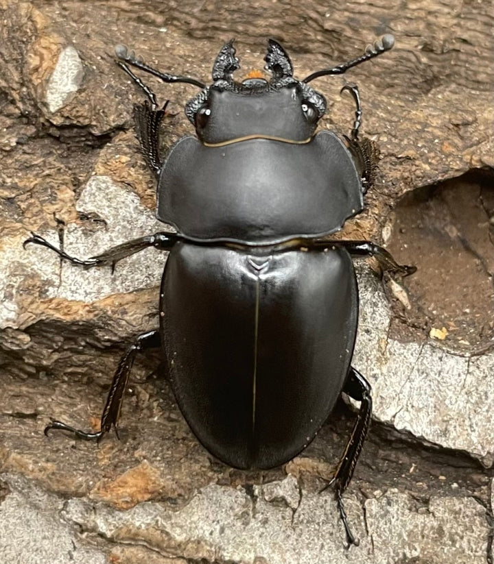 【WD】《プラティノータツヤクワガタ 42mmUP ペア》