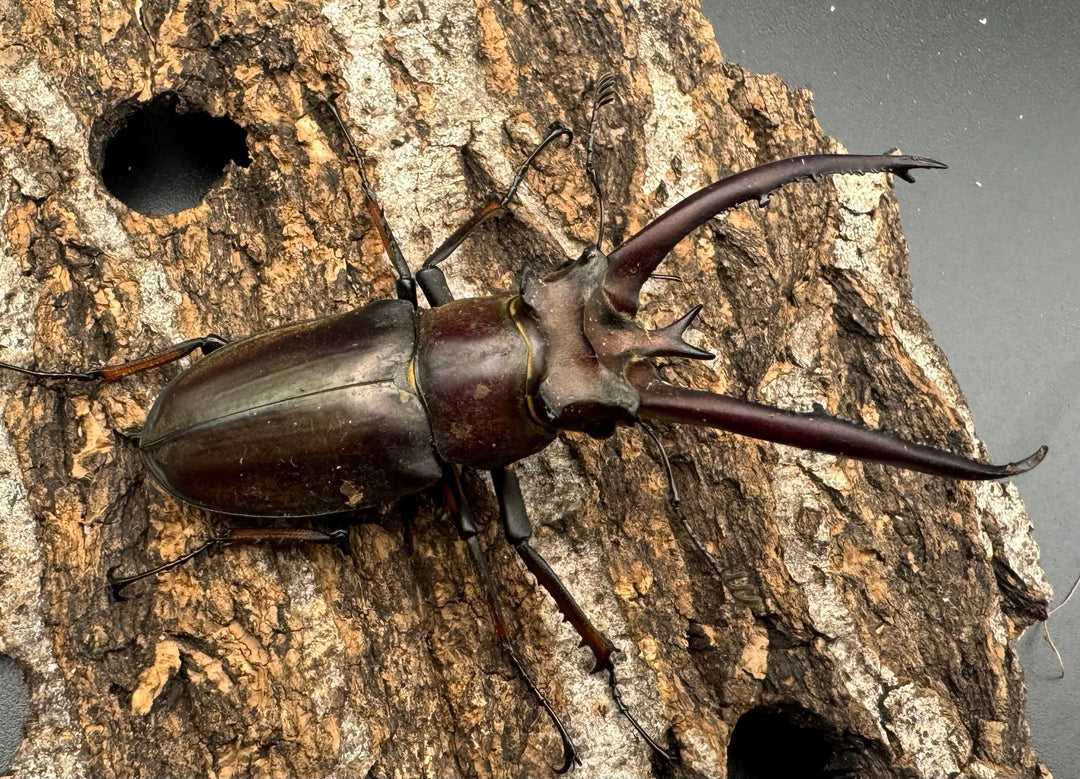 【WD】《プラネットミヤマ 74mm ペア》