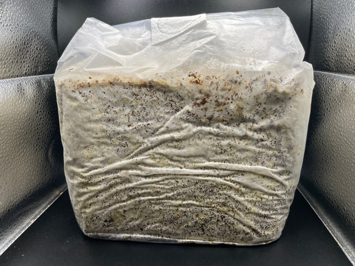 【5袋セット】【KPWオリジナル】カワラタケ ブロック 4000cc