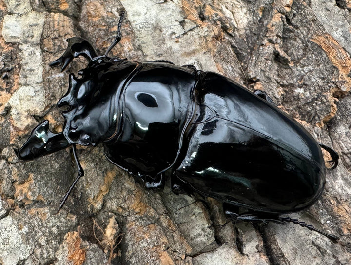 《タランドゥスオオツヤクワガタ 76.5mm ペア》