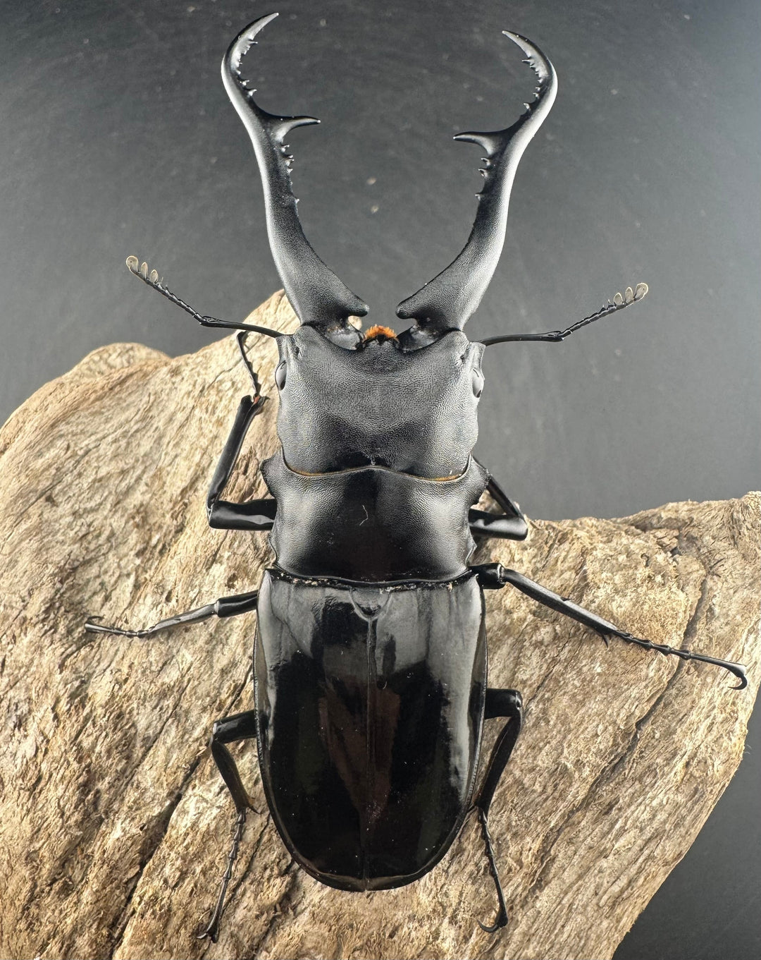 《ギラファノコギリ亜種ダイスケ ネグロス島産 100mm ペア》