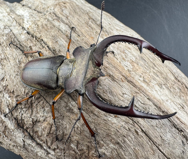 【WD】《クラーツミヤマ ベトナム亜種 63mm ペア》