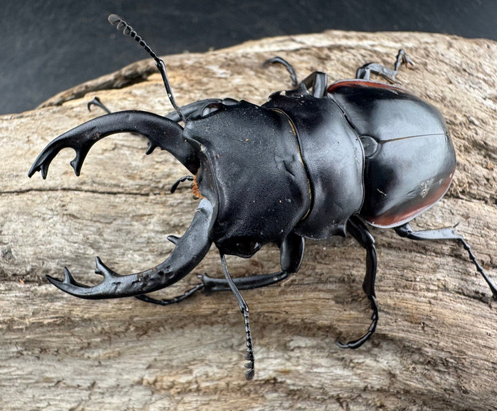 【WD】《クベラツヤクワガタ亜種sinensis 海南省産 68mm B品ペア》