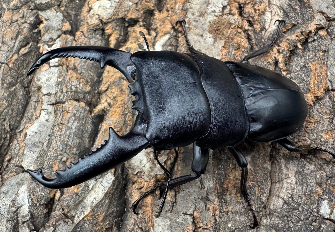 《パラワンオオヒラタクワガタ 91mm ペア》