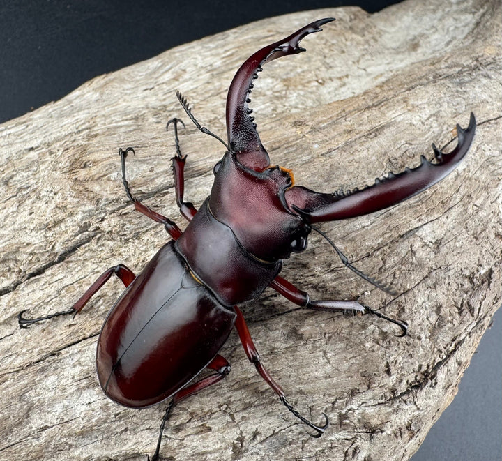 《フォルスターフタマタ亜種ニシ 65.5mm ♂単》